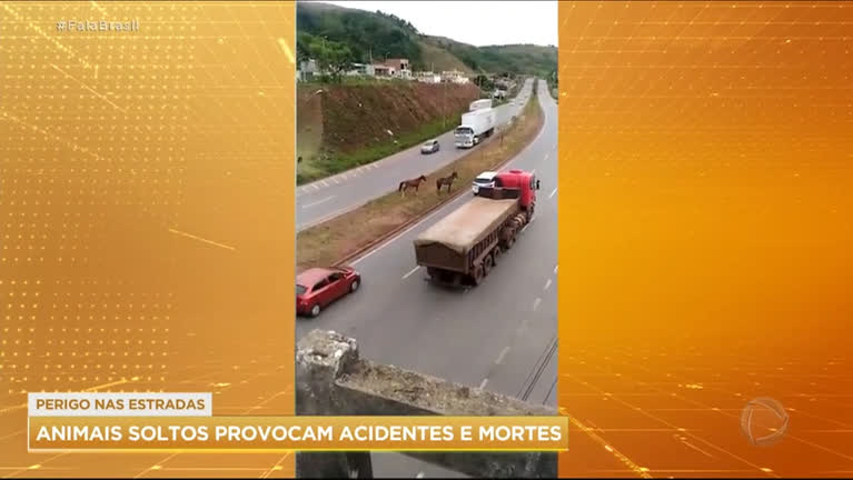 Vídeo: Morte de atleta acende alerta sobre o perigo de animais soltos nas estradas brasileiras