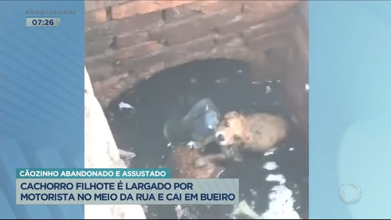 Vídeo: Cão abandonado é resgatado após cair em bueiro