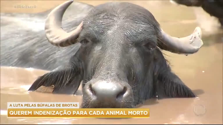 Vídeo: Ativistas pedem guarda de búfalas abandonadas e indenização por animais mortos