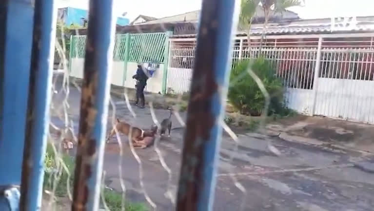 Pitbull ataca gato e causa confusão em Samambaia; veja vídeo