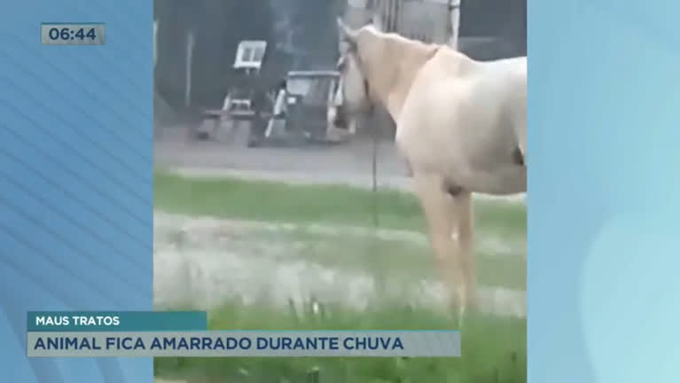 Vídeo: Animais são flagrados amarrados e abandonados durante chuva, no DF
