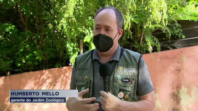 Vídeo: Coordenador do Zoológico de BH comenta sobre morte de filhote de gorila