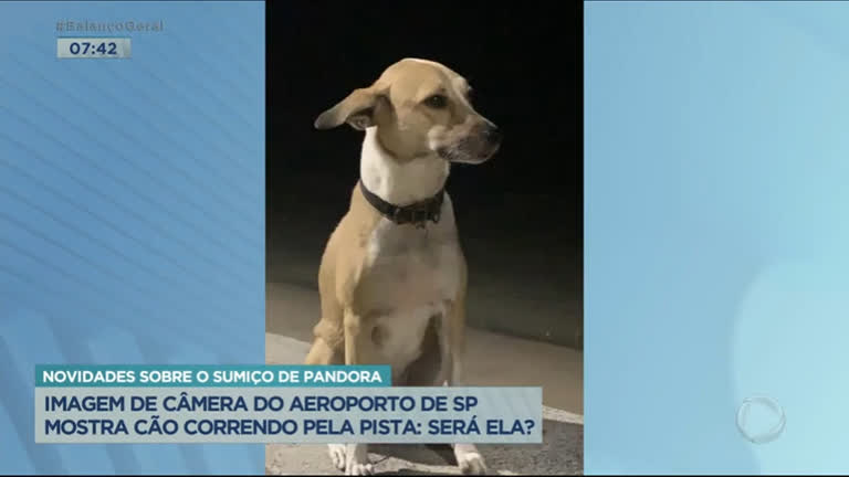 Vídeo: Tutor diz que imagens mostram cachorra desaparecida na pista de aeroporto