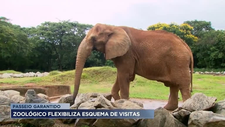 Vídeo: Zoológico de BH flexibiliza esquema de visitação