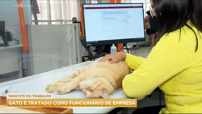 Vídeo: Gato vira mascote e é tratado como funcionário de empresa