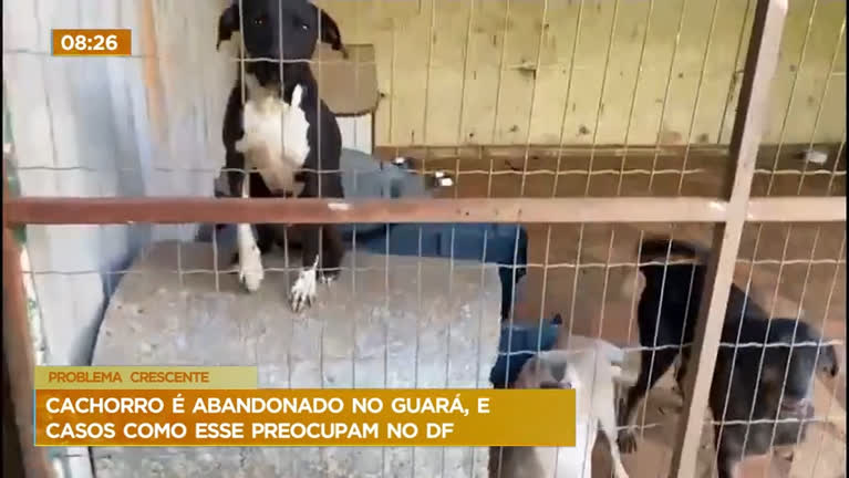 Vídeo: Casos de abandono de cachorros crescem no Distrito Federal