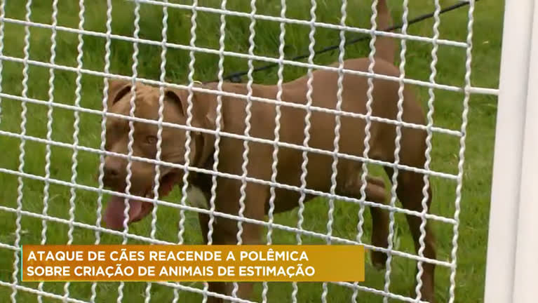 Vídeo: Ataque de cães reacende polêmica sobre criação de animais