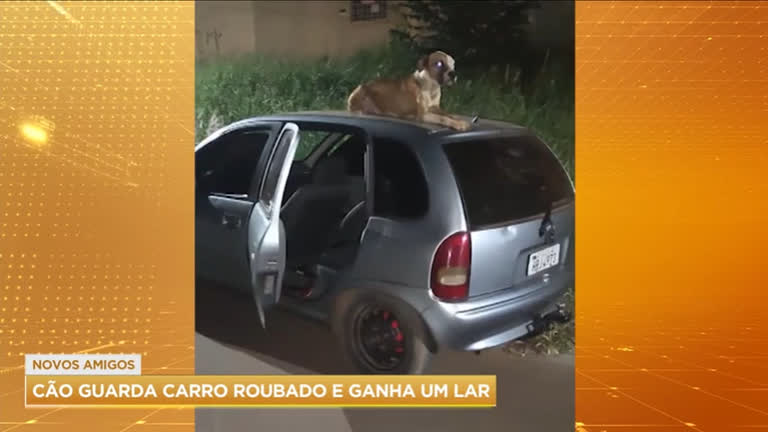 Vídeo: Cachorro cuida de carro roubado e acaba sendo adotado