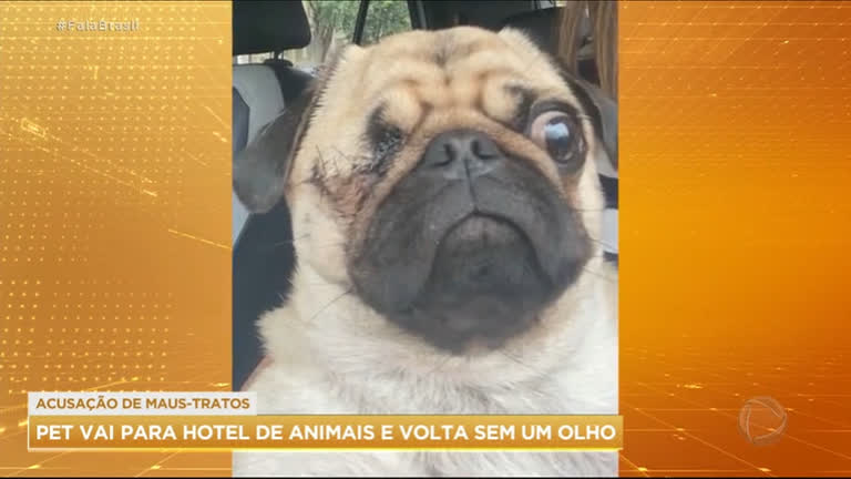 Vídeo: Cachorra deixada em hotel para pets é devolvida para dona sem um olho