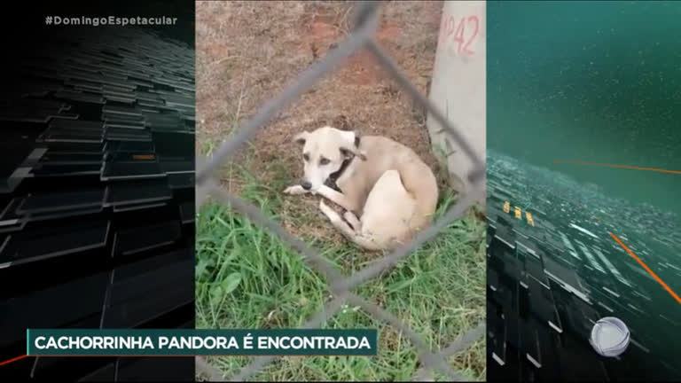Vídeo: Cachorra que havia desaparecido em aeroporto de SP é encontrada depois de 45 dias