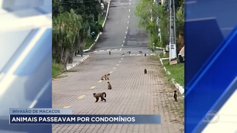Vídeo: Macacos são vistos passeando em condomínio do Jardim Botânico