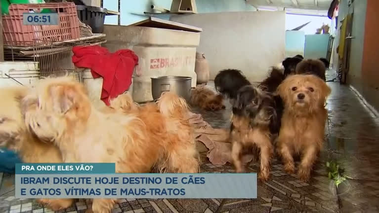 Vídeo: Ibram discute nesta quarta (9) destino de cães e gatos vítimas de maus-tratos