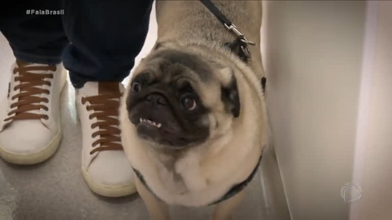Vídeo: SOS Pet mostra como o excesso de peso prejudica a saúde dos animais