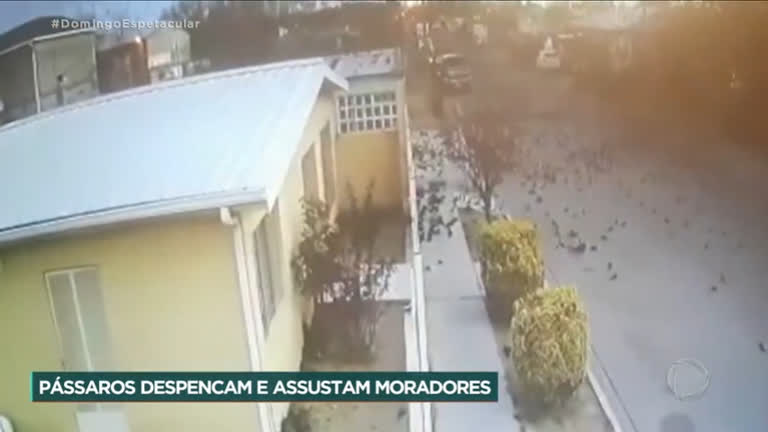 Vídeo: Pássaros caem em bando no chão e assustam cidade mexicana