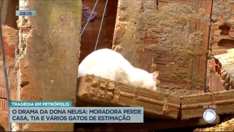 Vídeo: Moradora trabalha para resgatar gatos após perder a casa em Petrópolis