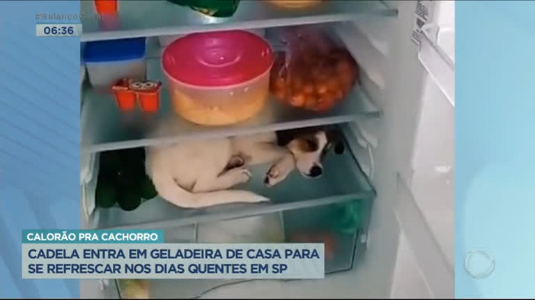 Vídeo: Cachorra entra em geladeira para se refrescar do calor no litoral de SP