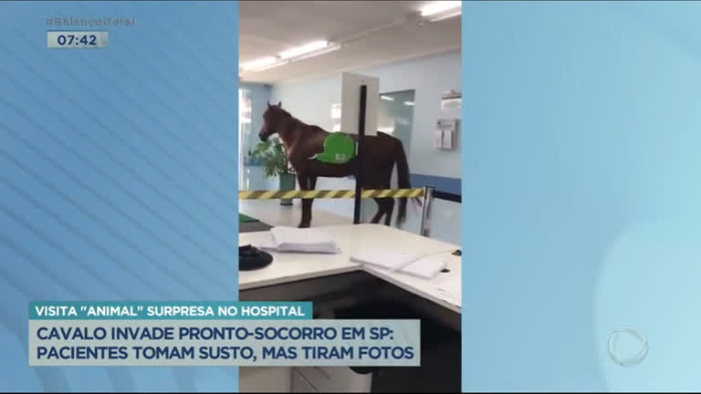 Vídeo: Cavalo invade unidade de saúde em SP e atrai curiosos