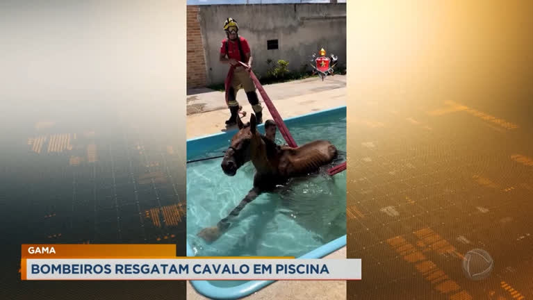 Vídeo: Cavalo é resgatado por bombeiros após cair em piscina
