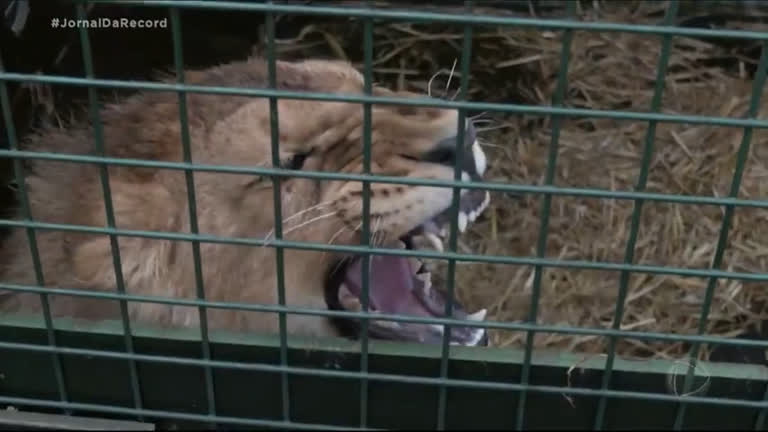 Vídeo: Zoológico de Kiev fica em estado crítico e animais começam a morrer