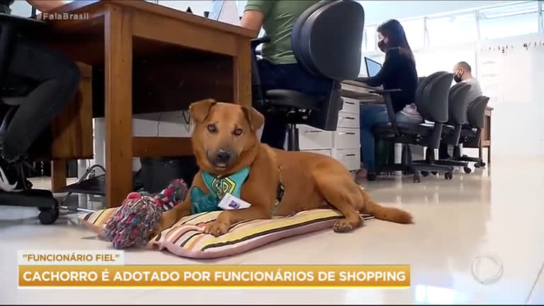 Vídeo: Cão encontrado em estacionamento é adotado por funcionários de shopping