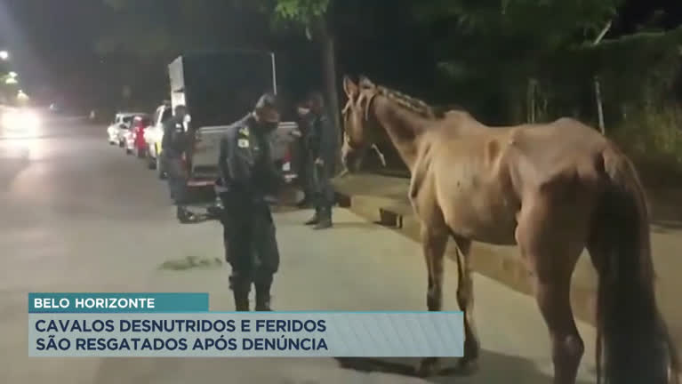 Vídeo: Guarda Municipal resgata cavalos feridos em Belo Horizonte