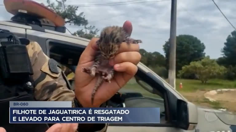 Vídeo: Polícia ambiental resgata filhote de jaguatirica