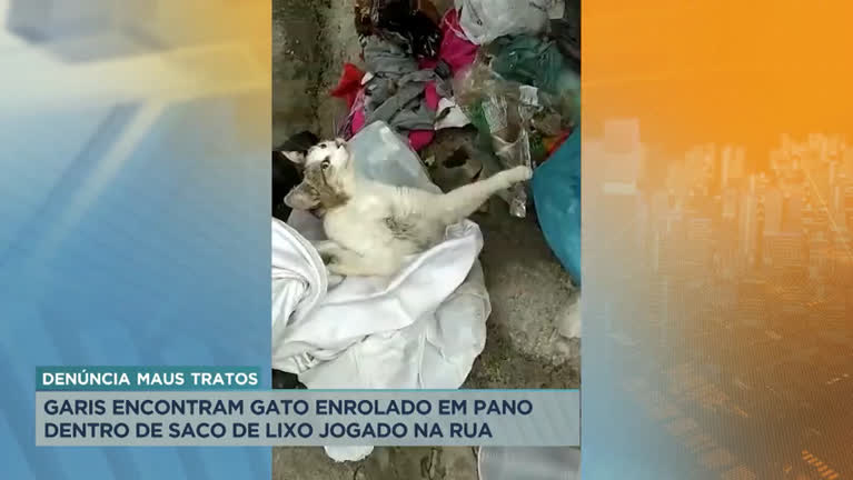Vídeo: Garis encontram gato enrolado em pano dentro de saco de lixo em BH