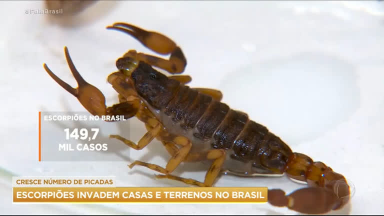Vídeo: Brasil registra mais de 50 mil casos de picadas de escorpião em 2022