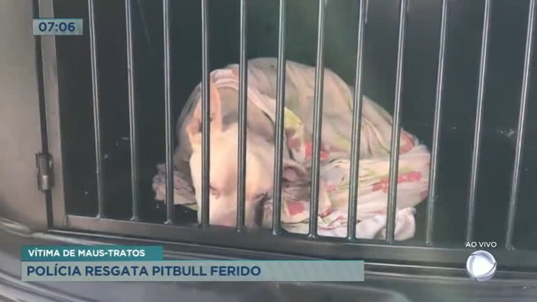 Vídeo: Polícia resgata pit bull vítima de maus-tratos
