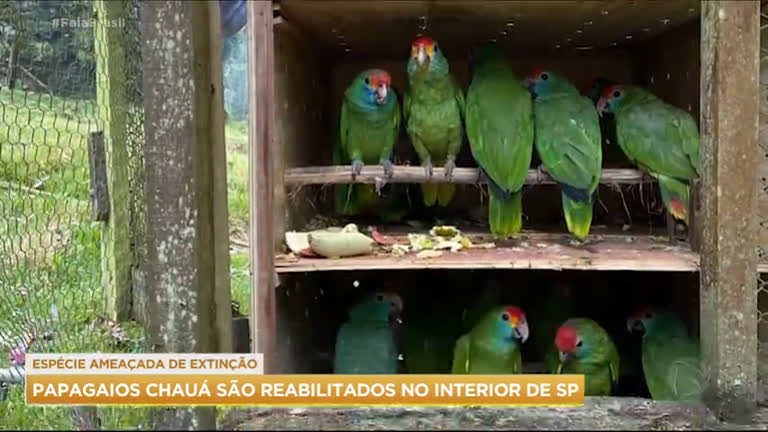 Vídeo: Papagaios resgatados em operação da PF são reabilitados no interior de SP