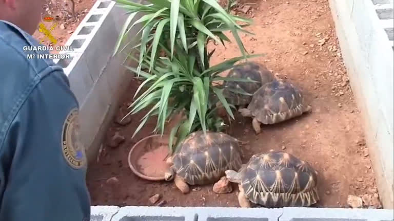 Vídeo: Espanha estoura viveiro ilegal e apreende mais de 1.000 tartarugas