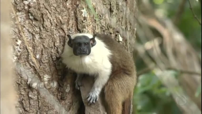 Vídeo: Animal símbolo da Amazônia corre o risco de desaparecer