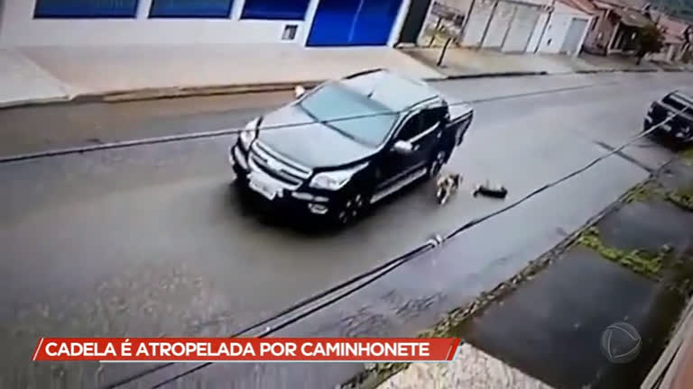 Vídeo: Cadela é atropelada por caminhonete