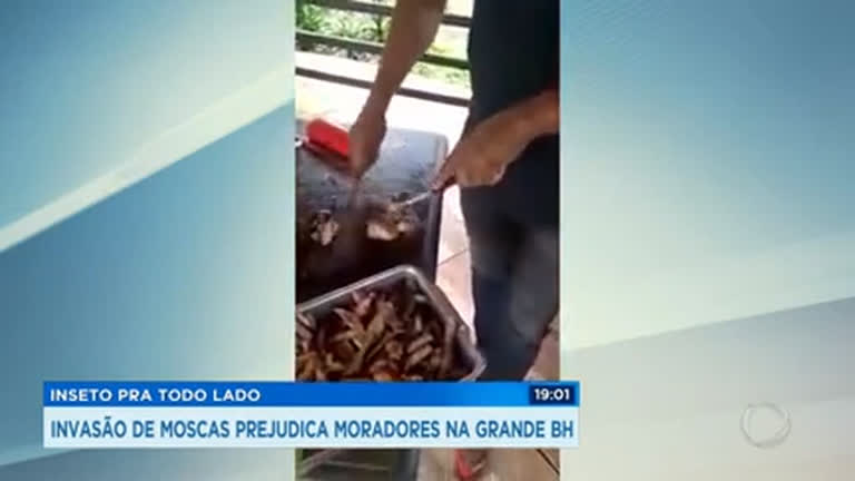 Vídeo: Infestação de moscas atormenta moradores de Pedro Leopoldo