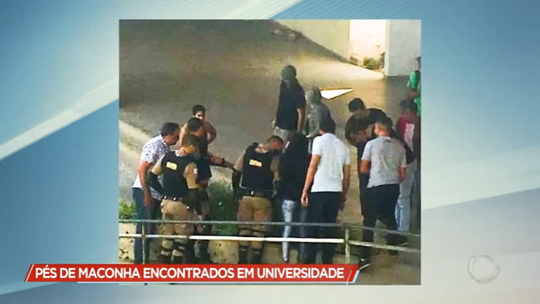 Vídeo: Pés de maconha encontrados em universidade em Montes Claros