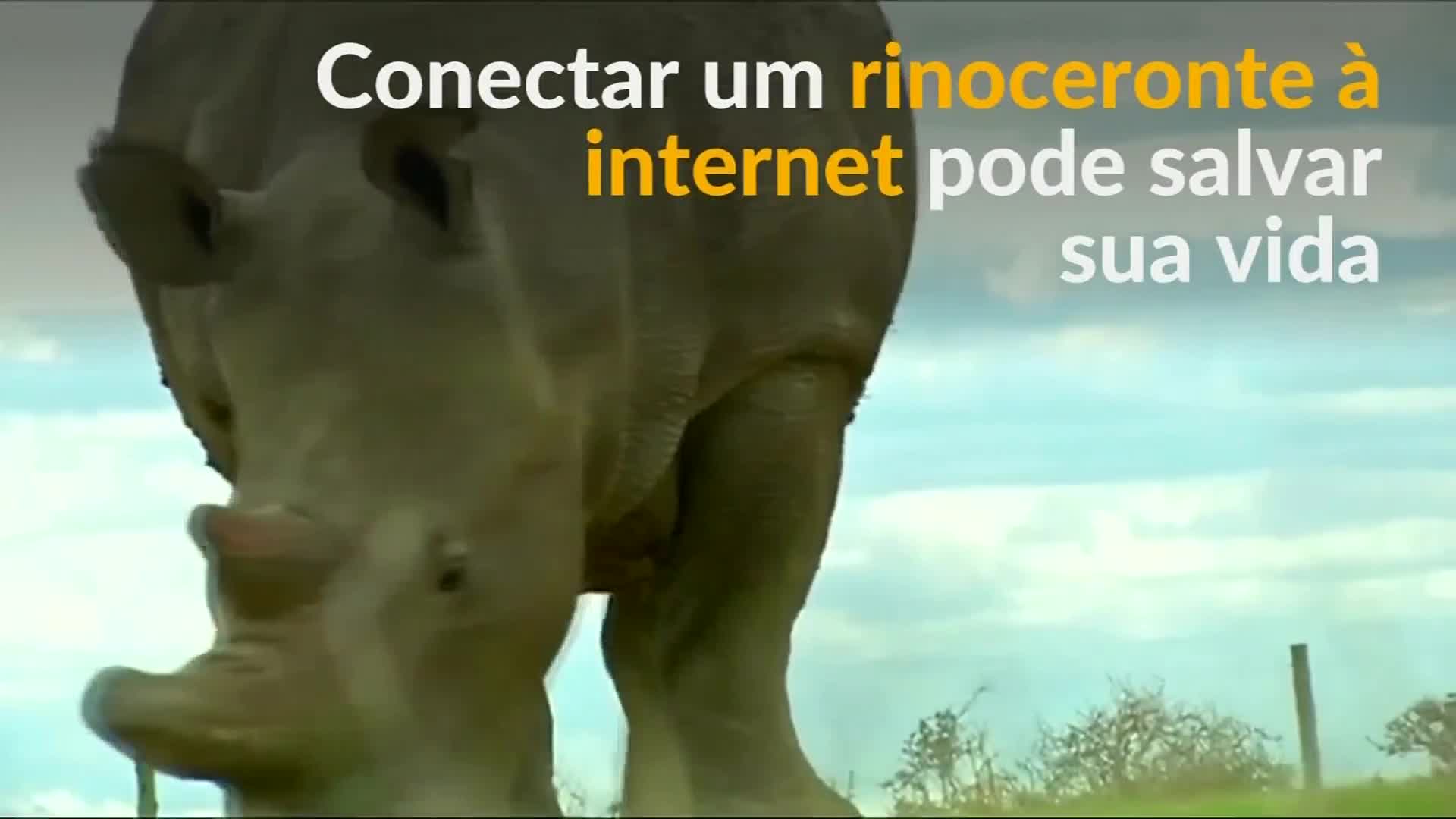 Vídeo: Internet das Coisas protege rinocerontes de caçadores